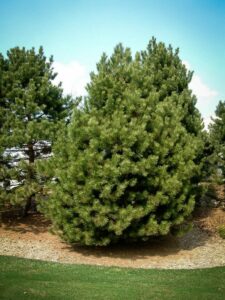 Сосна Чёрная (Pinus Nigra) купить по цене от 270.00р. в интернет-магазине «Посадика» с доставкой почтой в в Октябрьскийе и по всей России – [изображение №1].