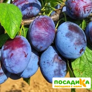 Слива Чачакская ранняя купить по цене от 229.00р. в интернет-магазине «Посадика» с доставкой почтой в в Октябрьскийе и по всей России – [изображение №1].