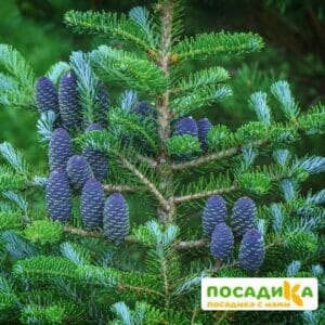 Пихта корейская (Abies koreana) купить по цене от 450.00р. в интернет-магазине «Посадика» с доставкой почтой в в Октябрьскийе и по всей России – [изображение №1].