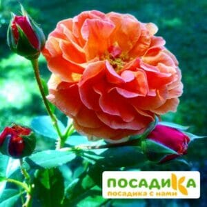 Роза Арабия купить по цене от 350.00р. в интернет-магазине «Посадика» с доставкой почтой в в Октябрьскийе и по всей России – [изображение №1].