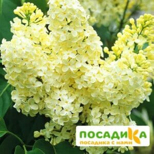 Сирень Примроуз (Primrose) купить по цене от 529.00р. в интернет-магазине «Посадика» с доставкой почтой в в Октябрьскийе и по всей России – [изображение №1].