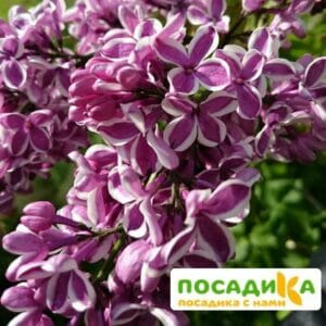 Сирень Сенсация купить по цене от 529.00р. в интернет-магазине «Посадика» с доставкой почтой в в Октябрьскийе и по всей России – [изображение №1].