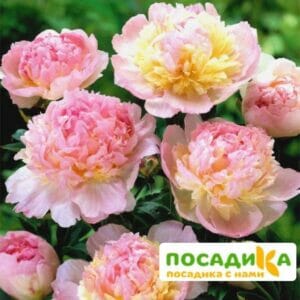 Пион Распберри Сандей (Paeonia Raspberry Sundae) купить по цене от 959р. в интернет-магазине «Посадика» с доставкой почтой в в Октябрьскийе и по всей России – [изображение №1].