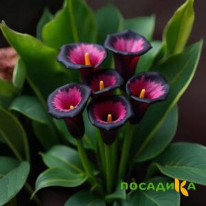 Калла Аура Лейс купить по цене от 400р. в интернет-магазине «Посадика» с доставкой почтой в в Октябрьскийе и по всей России – [изображение №1].