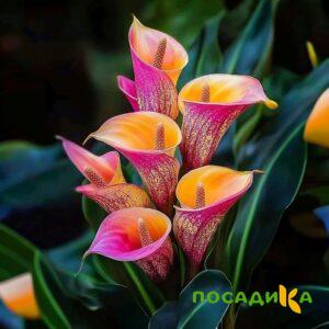 Калла Оникс купить по цене от 450р. в интернет-магазине «Посадика» с доставкой почтой в в Октябрьскийе и по всей России – [изображение №1].