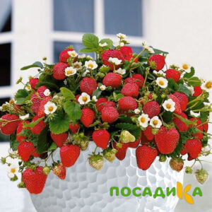 Клубника Рубиновый Шепот (горшечная) купить по цене от 240р. в интернет-магазине «Посадика» с доставкой почтой в в Октябрьскийе и по всей России – [изображение №1].