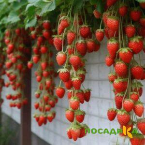 Клубника вьющаяся Комплимент купить по цене от 470р. в интернет-магазине «Посадика» с доставкой почтой в в Октябрьскийе и по всей России – [изображение №1].