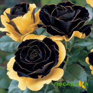 Роза Ханни Сикл купить по цене от 700р. в интернет-магазине «Посадика» с доставкой почтой в в Октябрьскийе и по всей России – [изображение №1].
