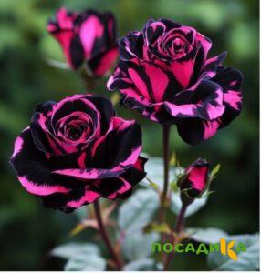 Роза Багровый Шепот купить по цене от 366р. в интернет-магазине «Посадика» с доставкой почтой в в Октябрьскийе и по всей России – [изображение №1].