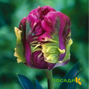 Тюльпан Экзотик Хэвен купить по цене от 186р. в интернет-магазине «Посадика» с доставкой почтой в в Октябрьскийе и по всей России – [изображение №1].