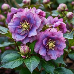 Морозник Айс Принцесс Чарм купить по цене от 650р. в интернет-магазине «Посадика» с доставкой почтой в в Октябрьскийе и по всей России – [изображение №1].